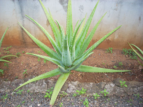 Aloe Vera plant benefits
