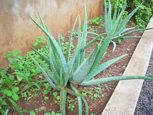 Aloe Vera plant benefits