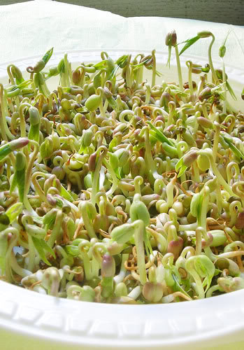 Growing Bean Sprouts