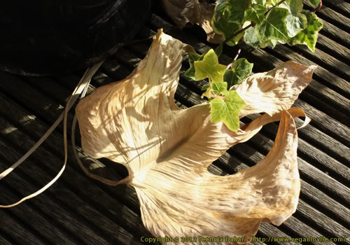 ivy, wabi-sabi,dried leaf