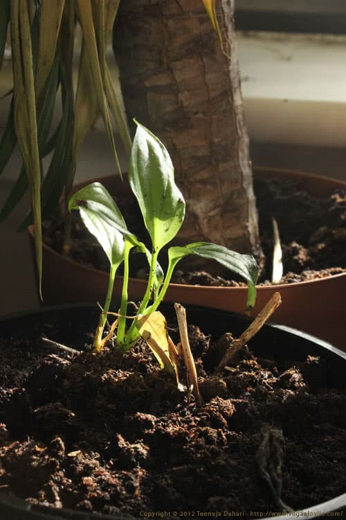 growing plant, wabi-sabi