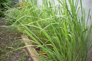Lemongrass plant