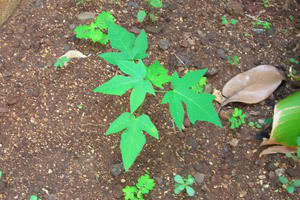Papaya plant